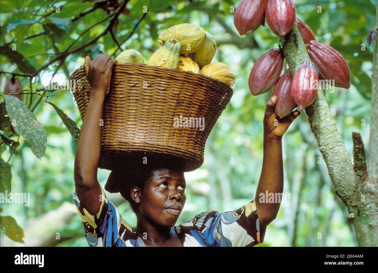 Ghana, Kumasi region; woman picking cocoa Stock Photo Alamy