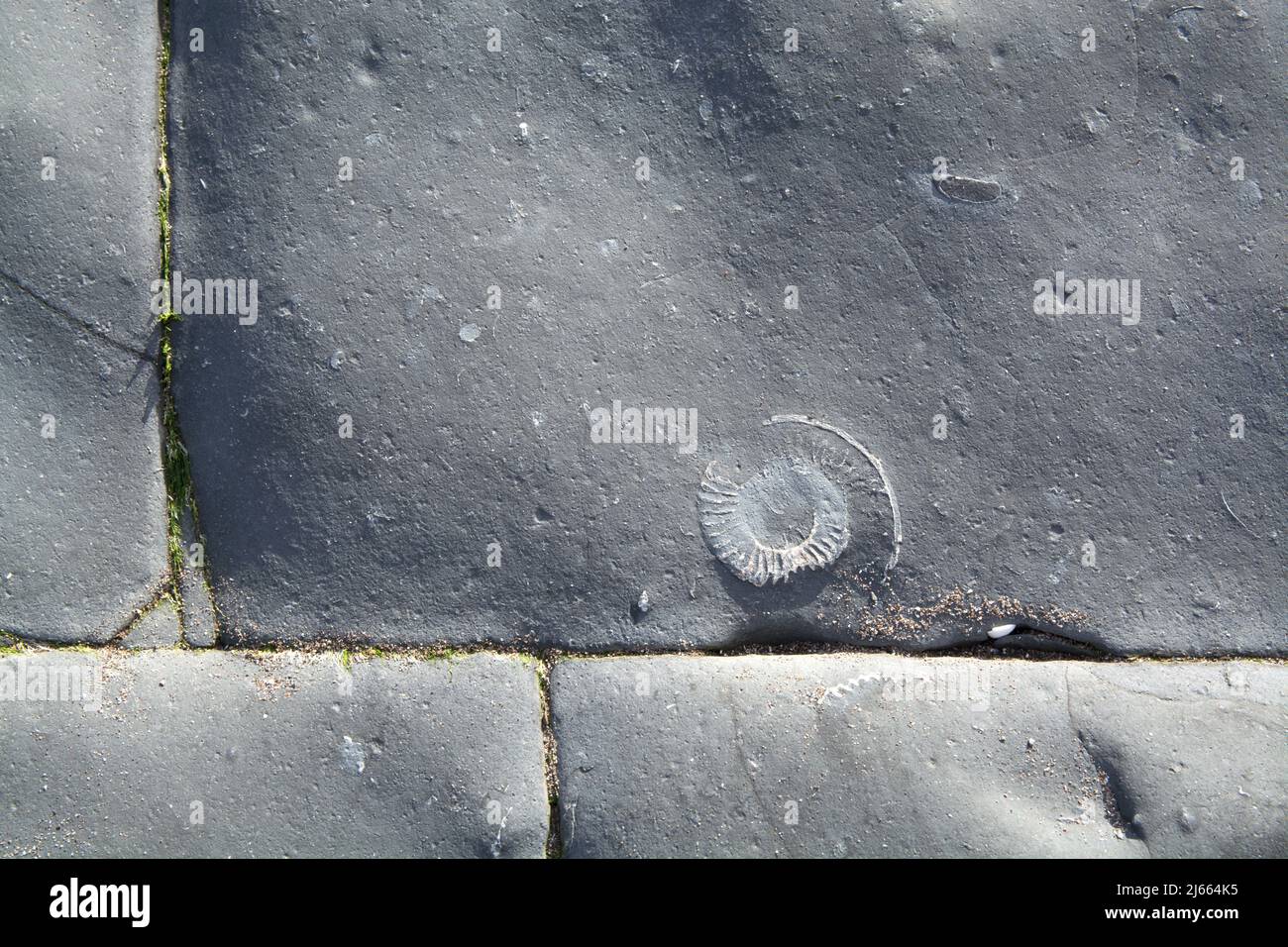 Closeup of an ammonite Stock Photo