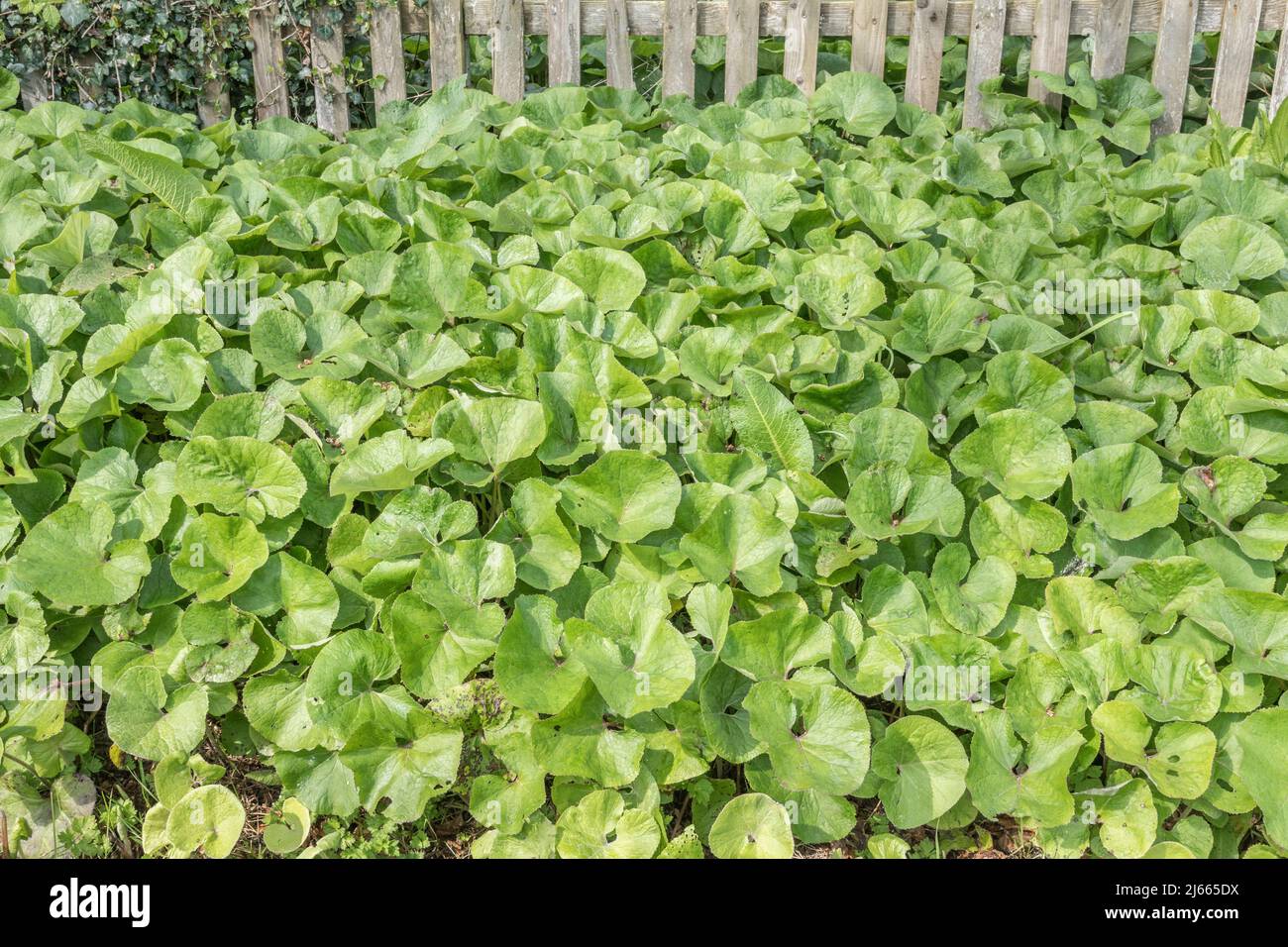 Butterbur / Petasites hybridus leaves in Spring. Once used as a medicinal plant in in herbal medicine - in treatment of the Plague. Stock Photo