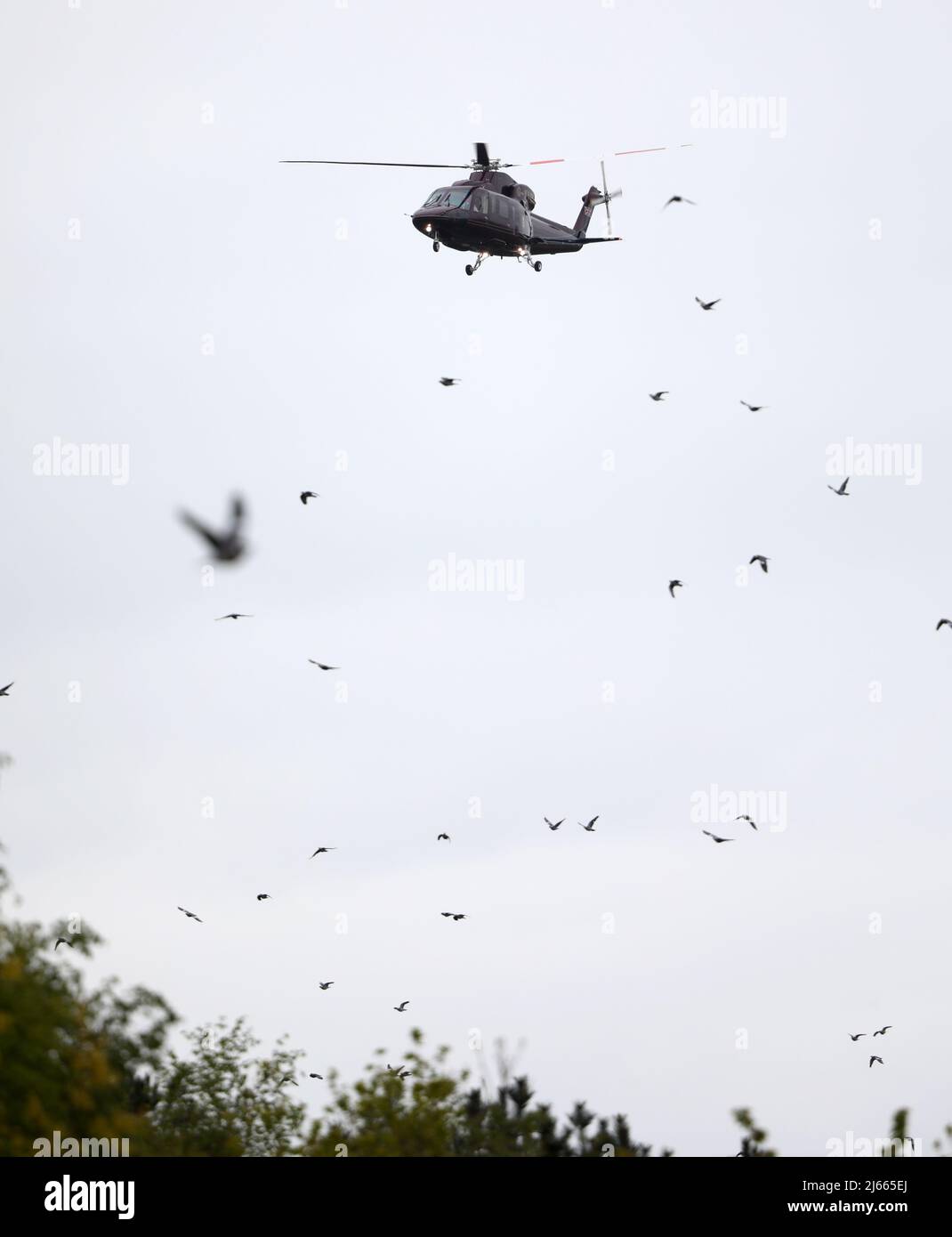 Sandringham, UK. 27th Apr, 2022. Birds scatter as the helicopter arrives to collect The Queen. Queen Elizabeth II returns to Windsor after she celebrated her 96th birthday, on the Sandringham Estate. The Queen had a short break of about a week on the Sandringham Estate before a helicopter flight back to Windsor Castle today. Queen Elizabeth II, Sandringham, Norfolk, UK, on April 27, 2022 Credit: Paul Marriott/Alamy Live News Stock Photo