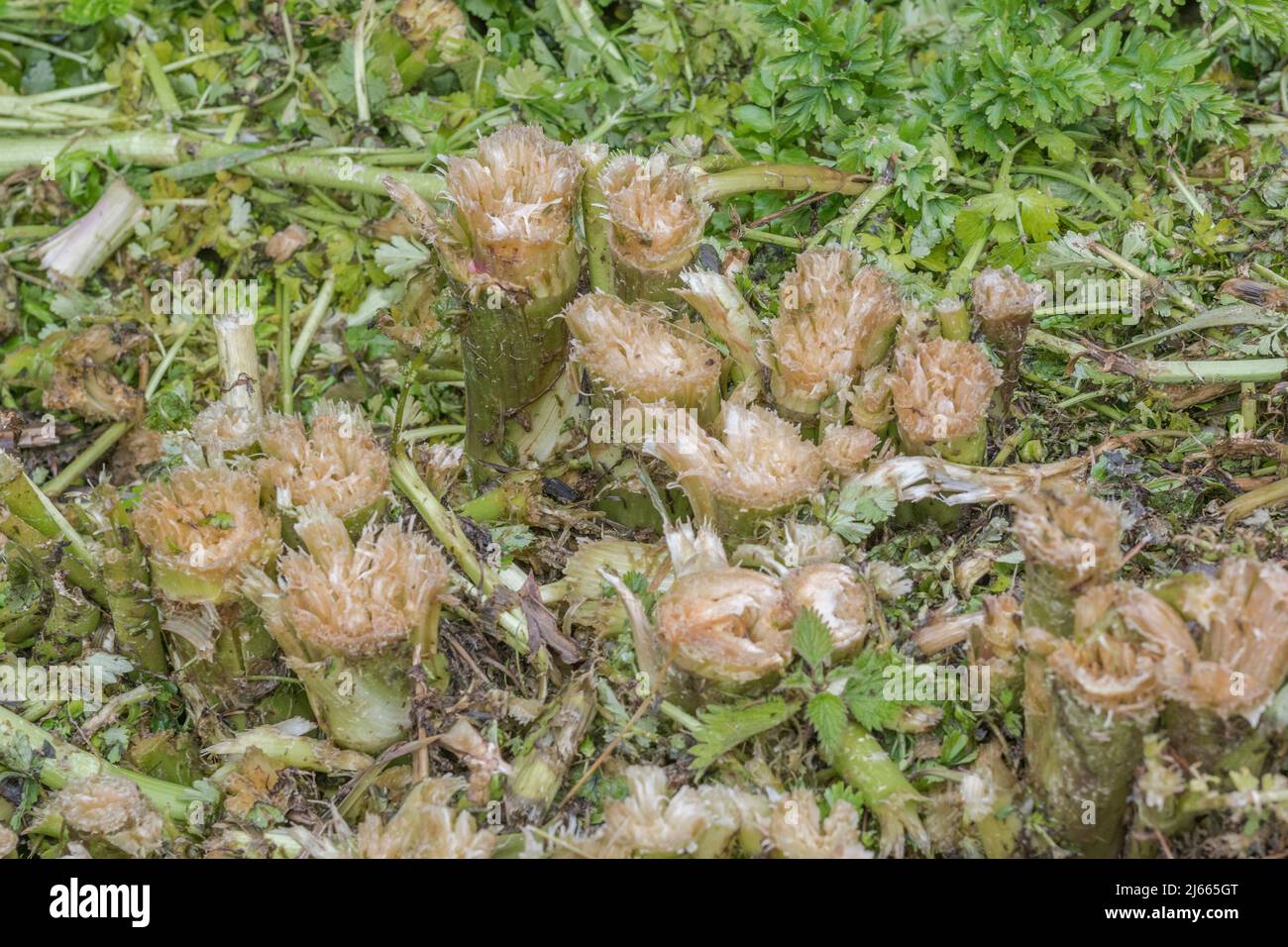 Springtime leaves and cut stems of Hemlock Water-Dropwort / Oenanthe crocata. Highly poisonous water-loving plant & one of UK's most poisonous plants. Stock Photo