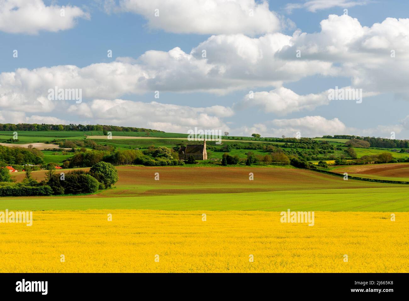 Oilseed rape fields near Burythorpe on the Yorkshire Wolds Stock Photo