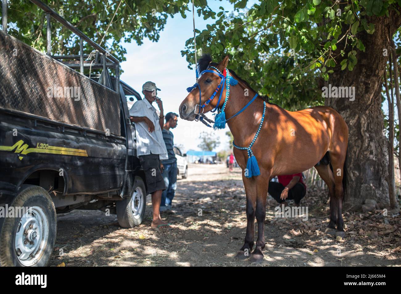 Sumbawa Besar, Indonesia - September 16, 2017: Horse racing in Sumbawa Besar, Indonesia. Stock Photo
