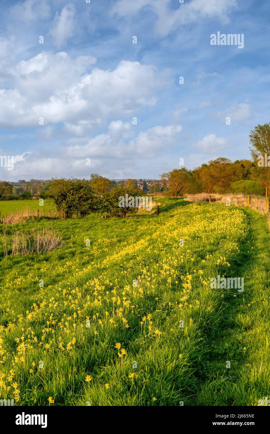 Cowslips on the banks of Costa Beck in Pickering, North Yorkshire. Stock Photo