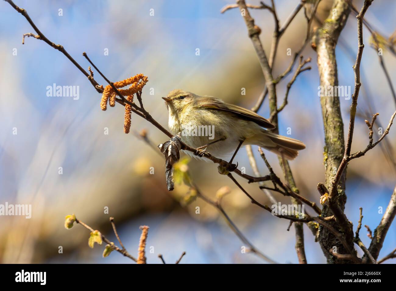 small song bird Willow Warbler (Phylloscopus trochilus) sitting on the branch. Little songbird in the natural habitat. Spring time. Czech Republic, Eu Stock Photo