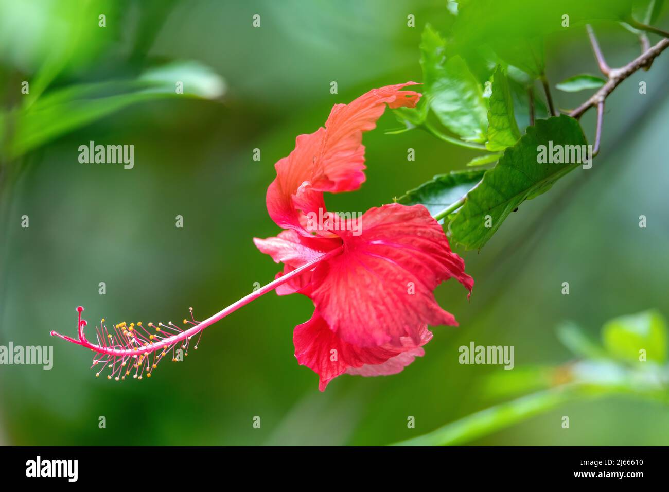 Very pretty red Hibiscus flower with shallow focus, blurry green background and space for text, Quepos, Costa Rica Stock Photo