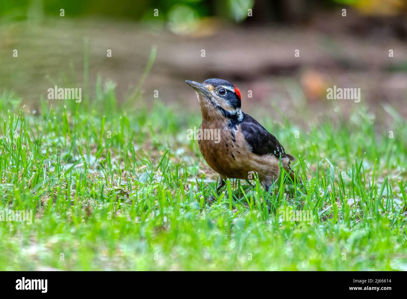 Hairy woodpecker (Leuconotopicus villosus) looking for food on ground, San Gerardo de Dota, Wildlife and birdwatching in Costa Rica. Stock Photo