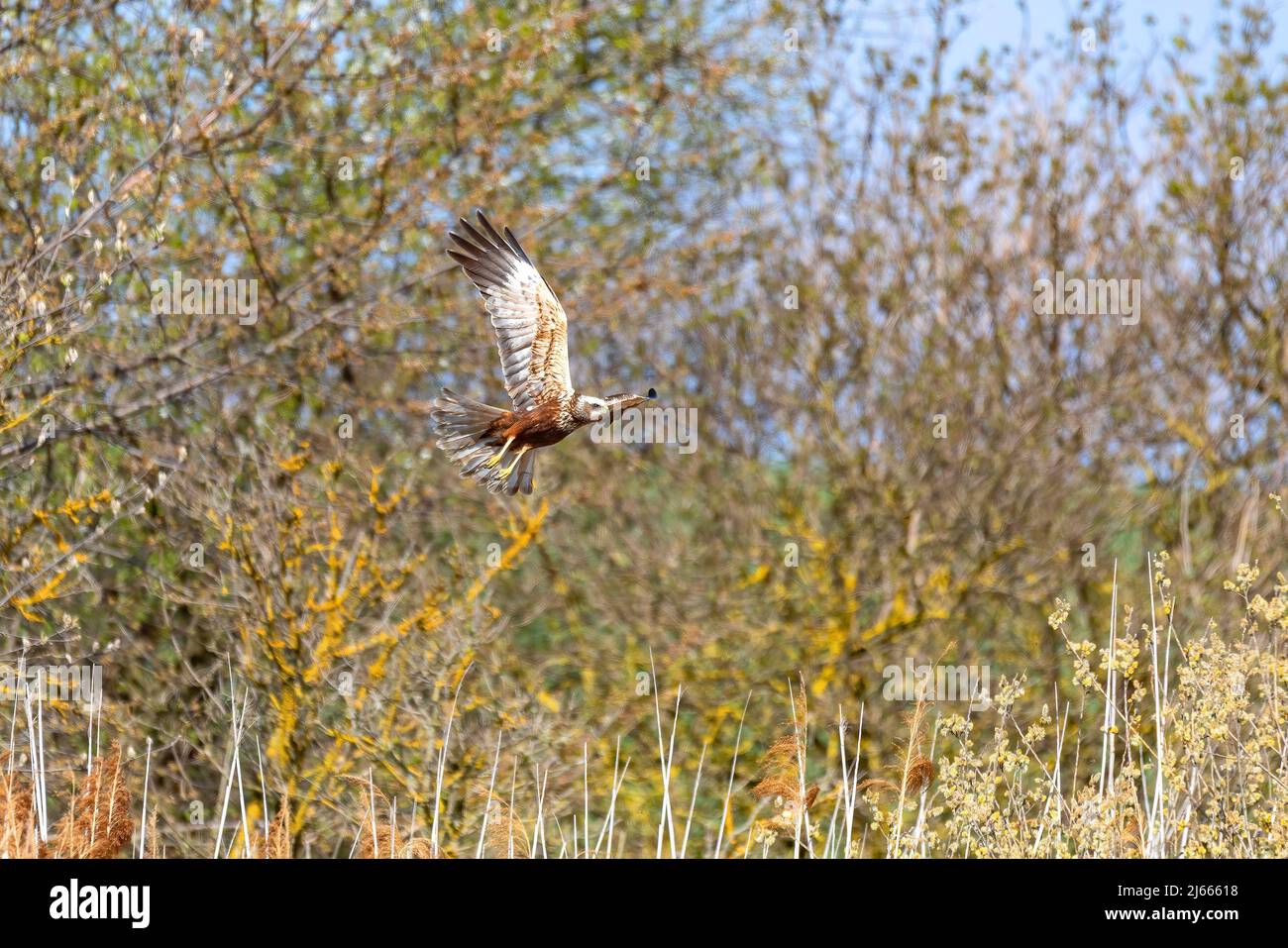 Marsh Harrier, Circus aeruginosus, Birds of prey nesting in spring near pond. Czech Republic, Europe Wildlife Stock Photo