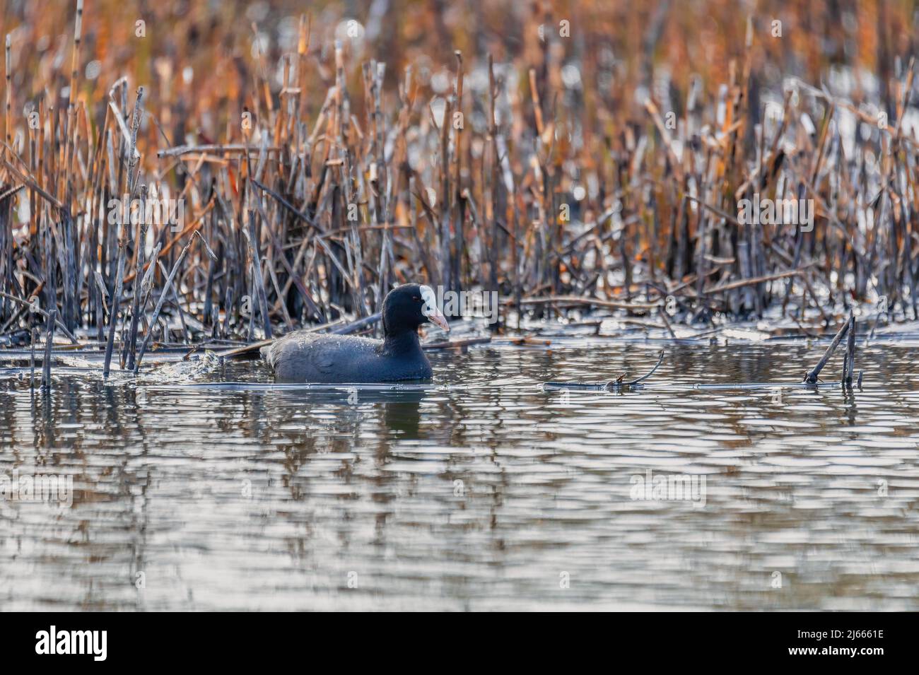 water bird Eurasian coot, Fulica atra feeding in reeds on pond. Czech Republic, Europe Wildlife Stock Photo