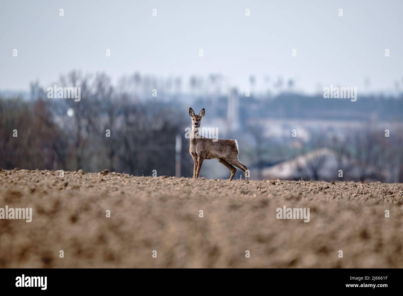 European roe deer (Capreolus capreolus), on the horizon in the background houses and village. Czech Republic europe wildlife Stock Photo