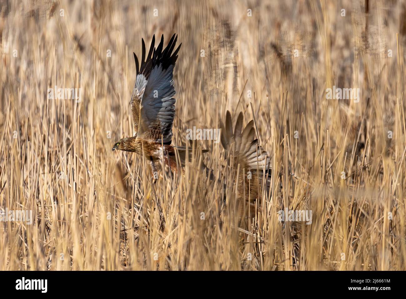 Marsh Harrier, Circus aeruginosus, Birds of prey nesting in spring near pond. Czech Republic, Europe Wildlife Stock Photo