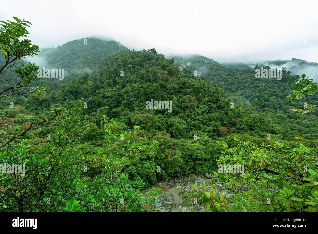 Jungle landscape. Rain forest in Tapanti national park, traditional misty cloudy weather. Green natural background. Costa Rica wilderness Stock Photo