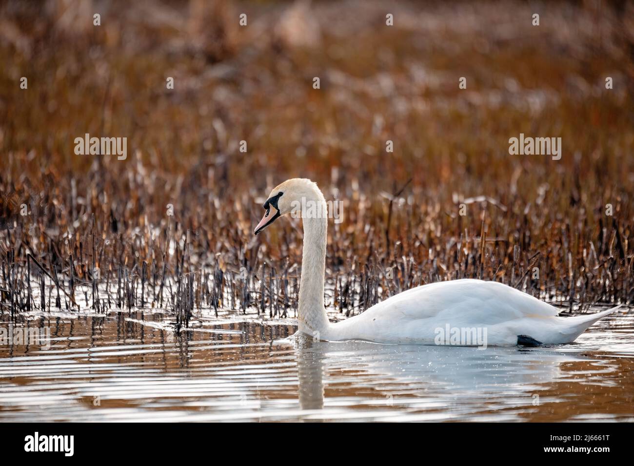 Wild bird mute swan female (Cygnus olor) swim in spring on pond, Czech Republic Europe wildlife Stock Photo