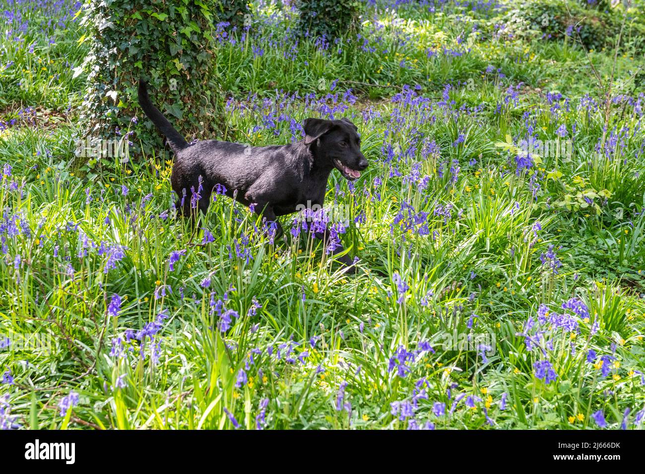 Courtmacsherry, West Cork, Ireland. 28th Apr, 2022. Esmee the black labrador puppy from Timoleague, West Cork, fetches a stick amongst the bluebells in Courtmacsherry Woods today. Bluebells typically flower from late March to early May, but it can vary from year to year. Credit: AG News/Alamy Live News Stock Photo