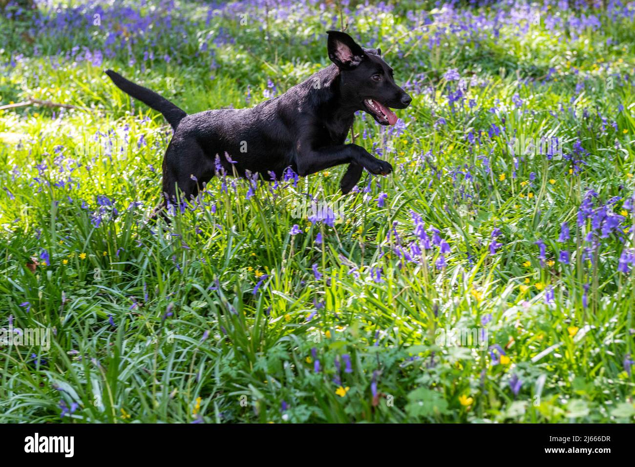 Courtmacsherry, West Cork, Ireland. 28th Apr, 2022. Esmee the black labrador puppy from Timoleague, West Cork, fetches a stick amongst the bluebells in Courtmacsherry Woods today. Bluebells typically flower from late March to early May, but it can vary from year to year. Credit: AG News/Alamy Live News Stock Photo