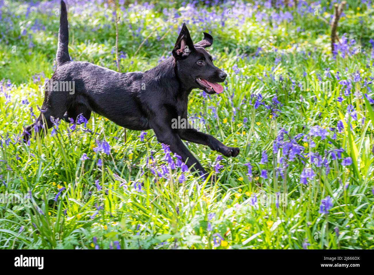 Courtmacsherry, West Cork, Ireland. 28th Apr, 2022. Esmee the black labrador puppy from Timoleague, West Cork, fetches a stick amongst the bluebells in Courtmacsherry Woods today. Bluebells typically flower from late March to early May, but it can vary from year to year. Credit: AG News/Alamy Live News Stock Photo