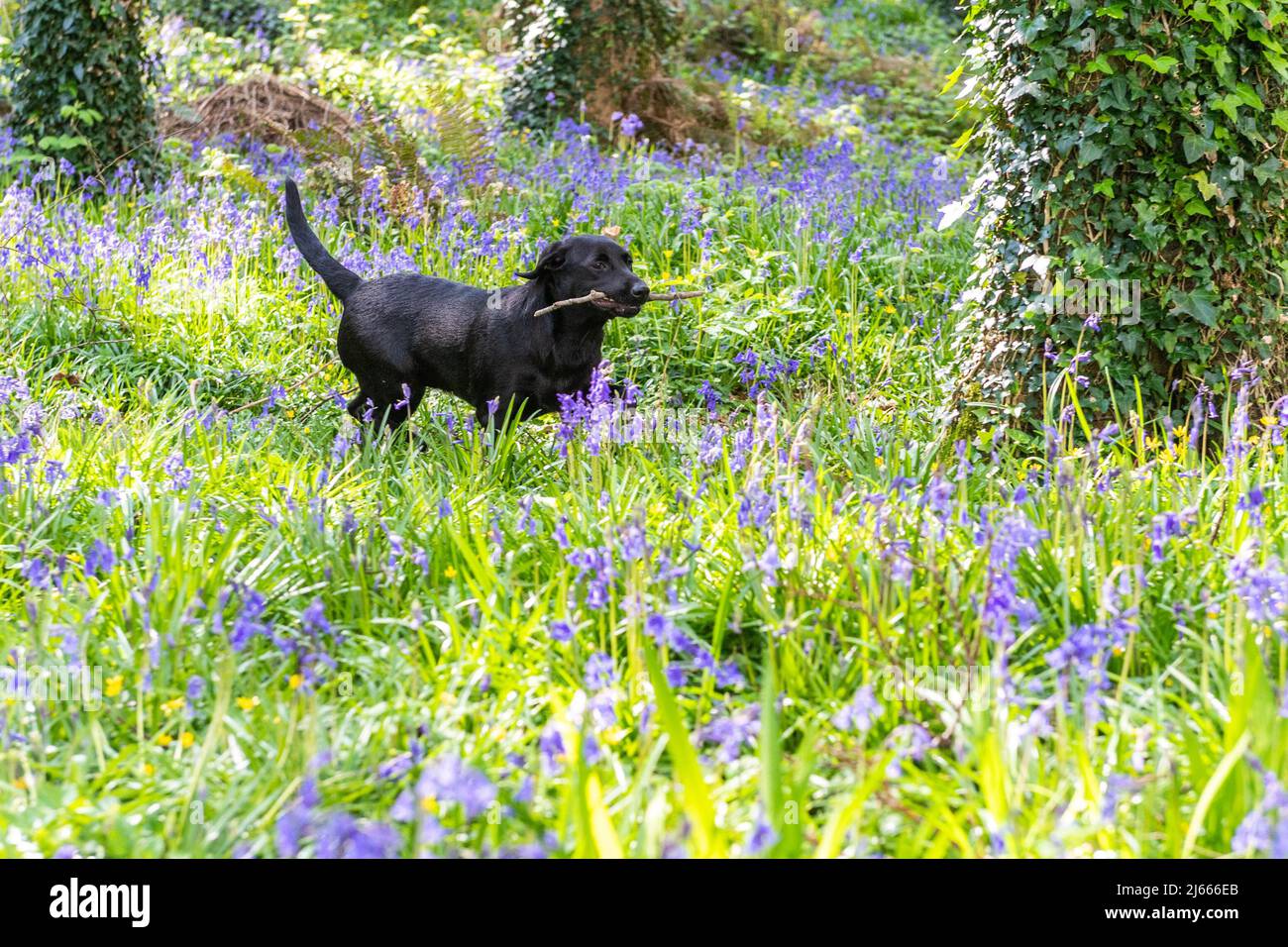 Courtmacsherry, West Cork, Ireland. 28th Apr, 2022. Esmee the black labrador puppy from Timoleague, West Cork, fetches a stick amongst the bluebells in Courtmacsherry Woods today. Bluebells typically flower from late March to early May, but it can vary from year to year. Credit: AG News/Alamy Live News Stock Photo