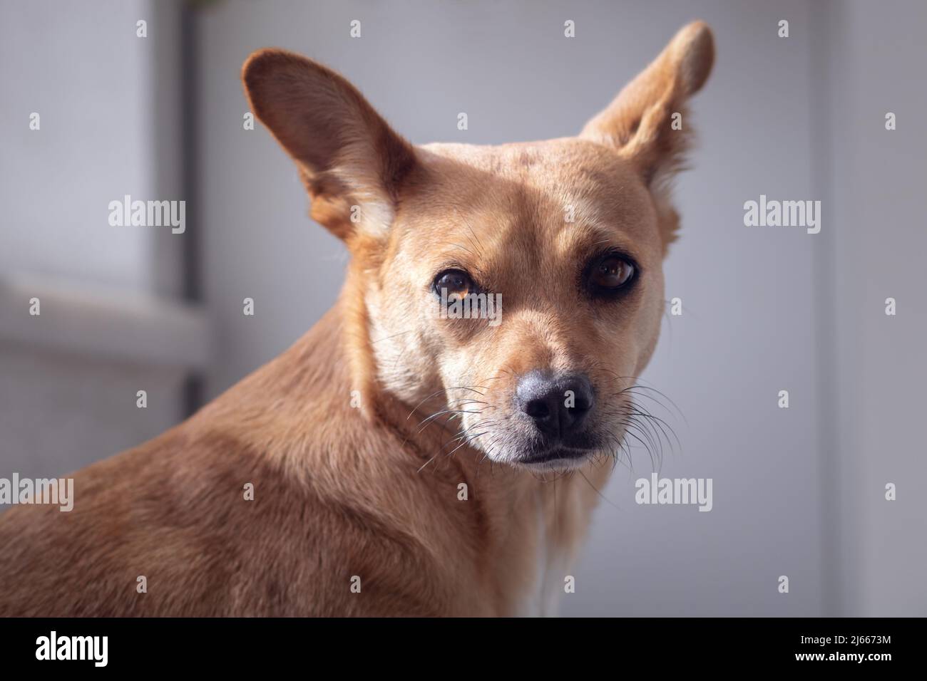 Dog with big ears hires stock photography and images Alamy