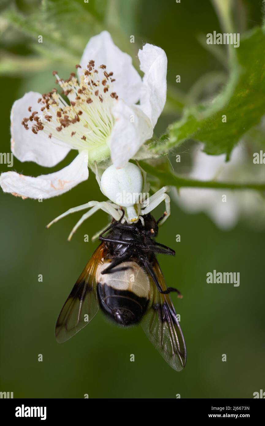 White Flower Crab Spider, Misumena vatia, On A Bramble Flower With Prey Of A Pellucid Fly, Volucella pellucens, UK Stock Photo
