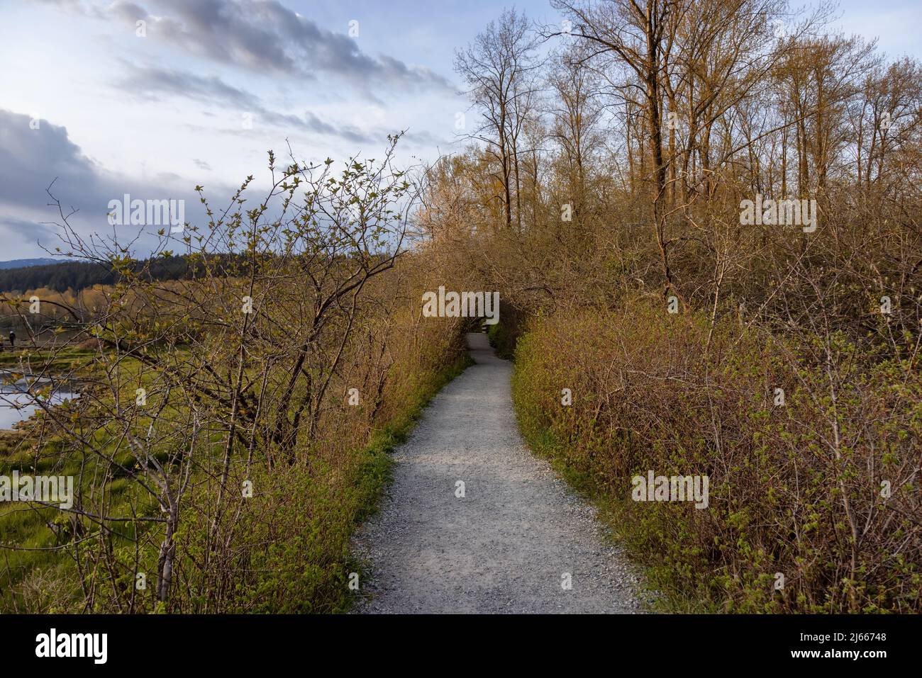 View of a Path in the woods with green fresh trees in Shoreline Trail ...