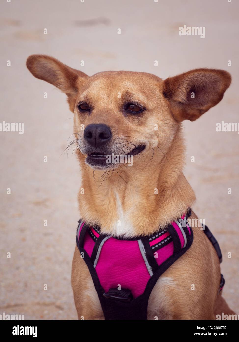 Close-up portrait of a mixed-breed female dog wearing a pink harness in the outdoors with big funny ears and a happy face. Vertical composition Stock Photo
