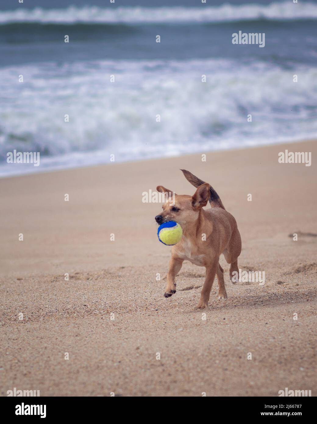 A small mixed-breed brown dog at the beach walking on the sand along the ocean and holding a tennis ball in the mouth. Vertical composition Stock Photo