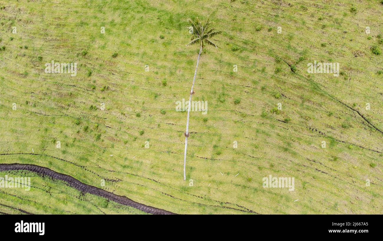 Valle de Cocora – Valley of the Giant Palm Trees, Salento, Colombia Stock Photo