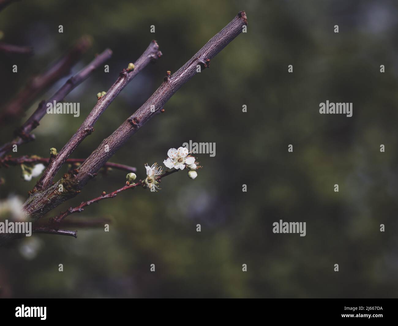 Detail of sloe tree with sparse tiny blossoms in the beginning of spring. Prunus spinosa tree branches starting to bloom with white flowers Stock Photo