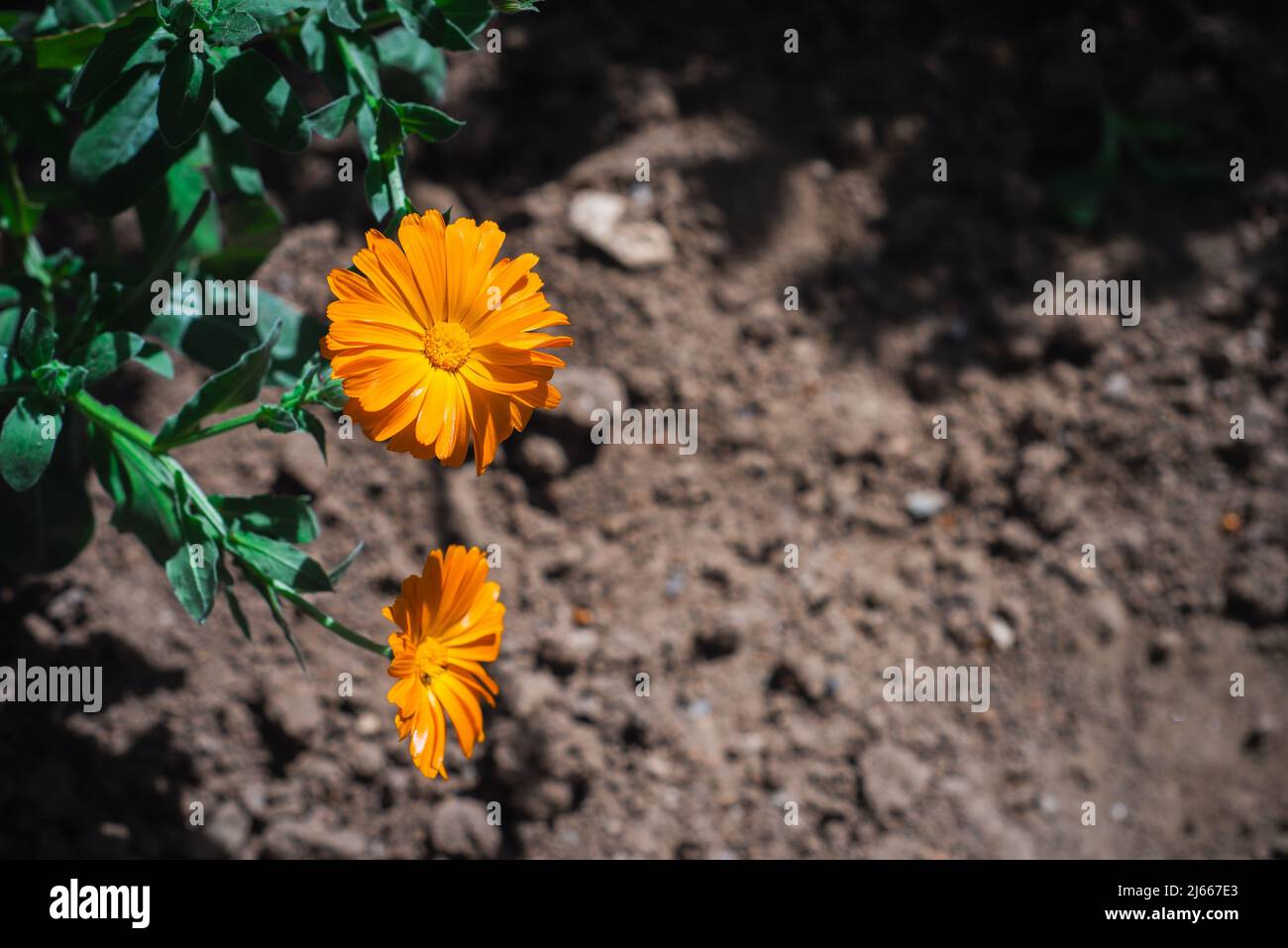 Calendula officinalis with orange petals blossom. Pot marigold flowers with warm yellow color in the garden Stock Photo