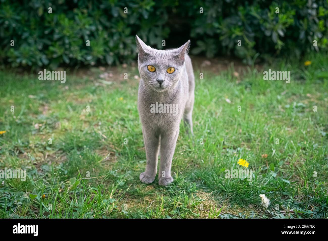 Gray stray cat with honey eyes in the garden. Curiosity lookings. Stock Photo