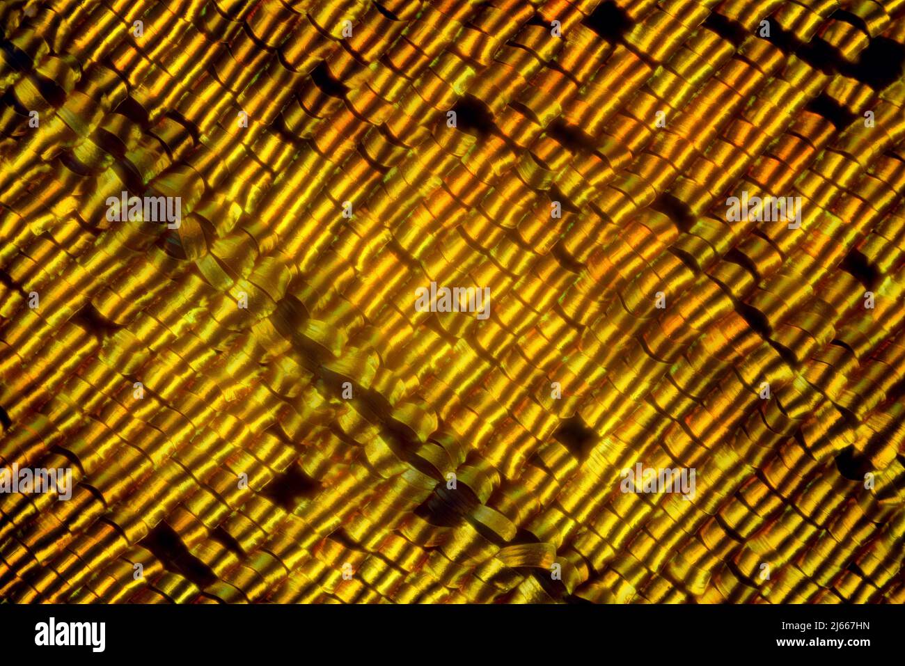 Extreme macro of butterfly wing golden scales under the microscope