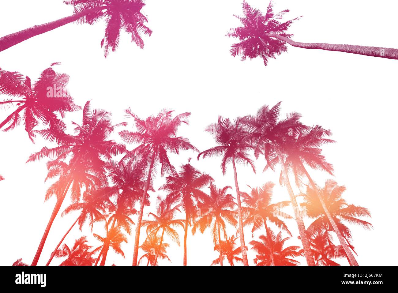 Tropical Coconut Palm Trees Silhouettes Isolated On White Background
