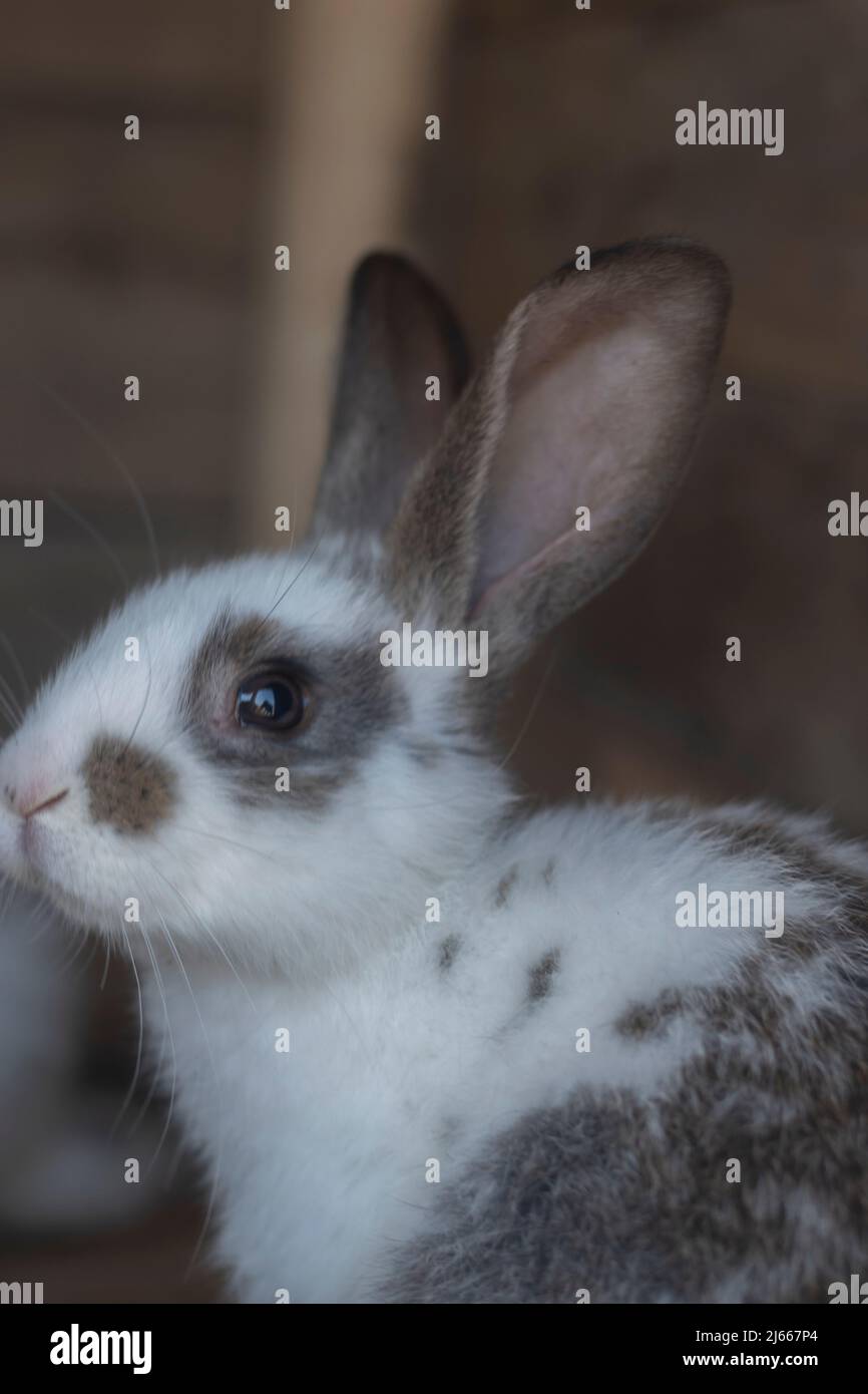 Close Up Shot Of White Rabbit And Brown Spots With Blurred Out Of Focus