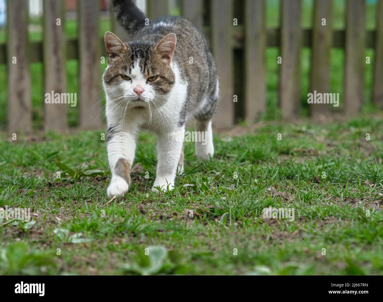 Kitty in yard hires stock photography and images Alamy