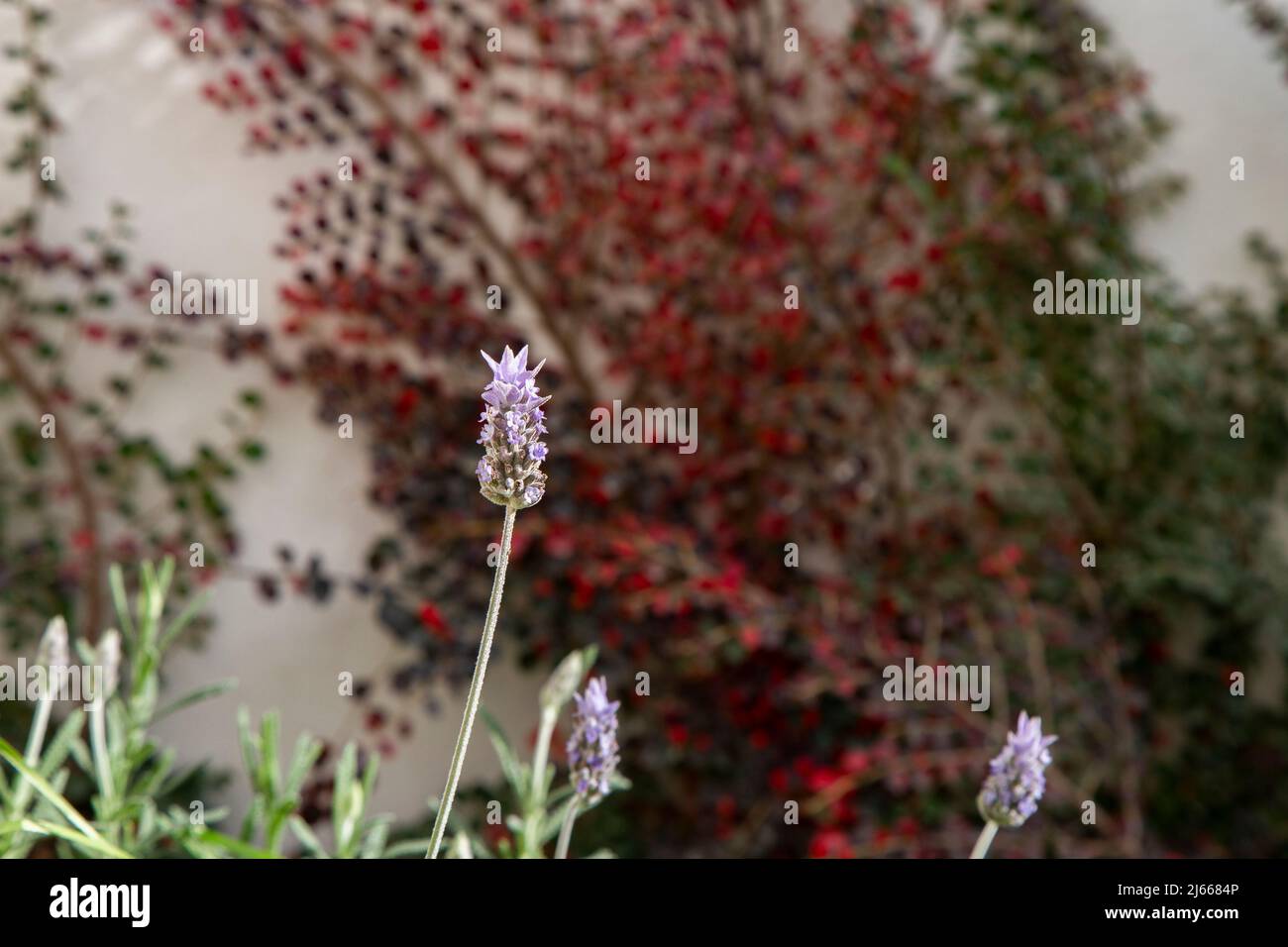 lavander Flower Stock Photo