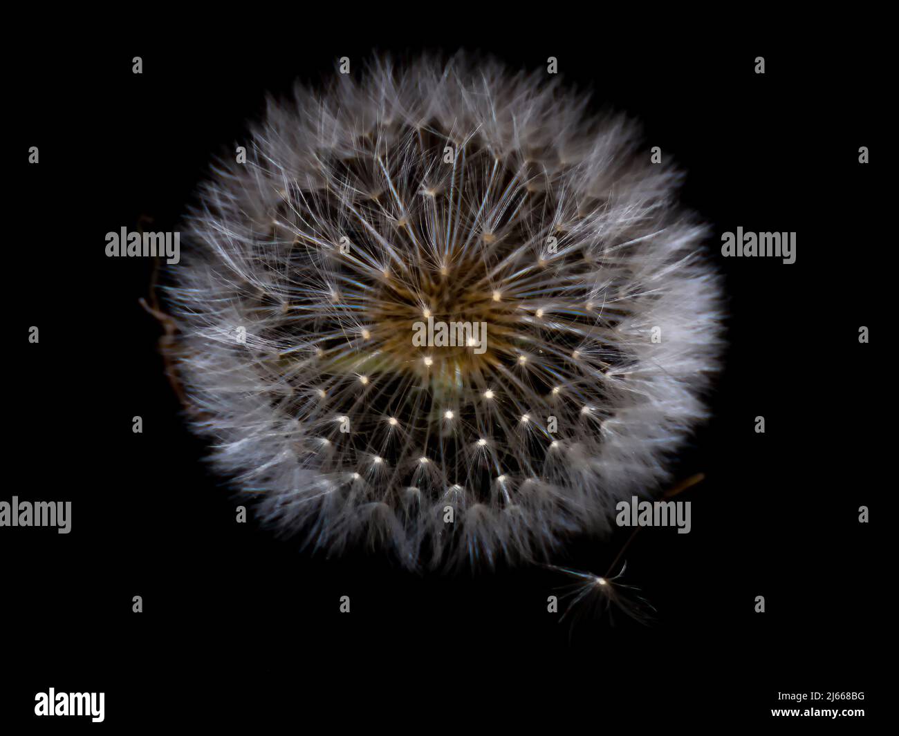 Close-up shot of a dandelion with seeds ready to fly carried by the wind on a black background Stock Photo