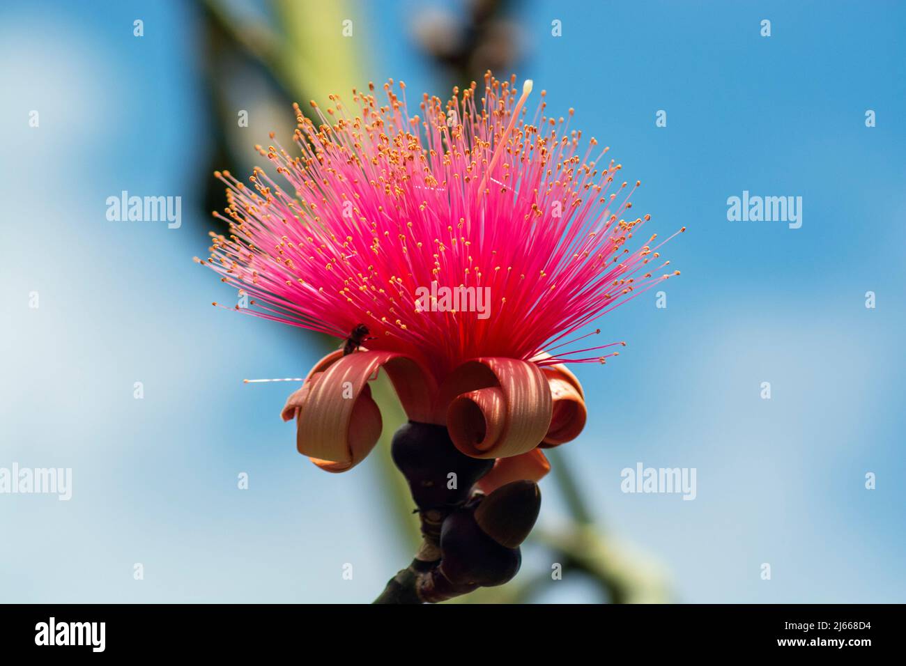 Shaving Brush Tree, Dr. Seuss Tree, or Amapolla Tree (Pseudobombax ellipticum), Pink Plant like a Banana with Straight Tips Stock Photo