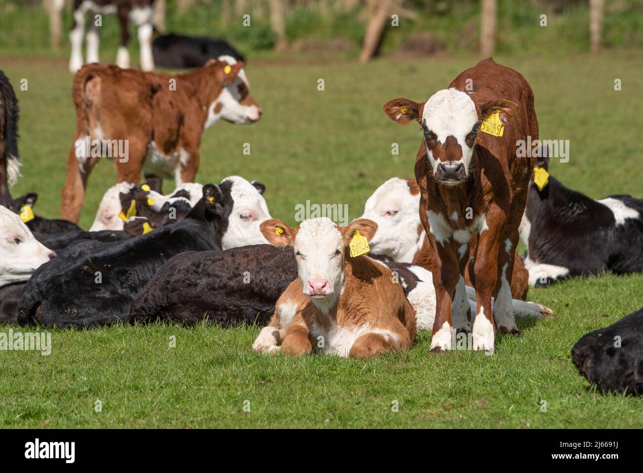 Calves in a field, Cumbria, UK Stock Photo