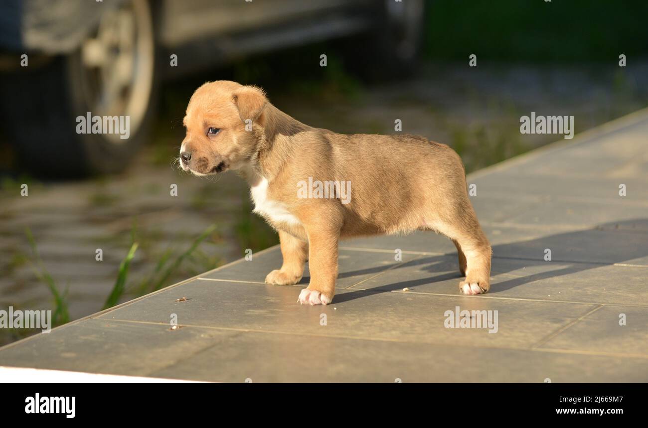 puppy of amstaff dog, mixed breed Stock Photo