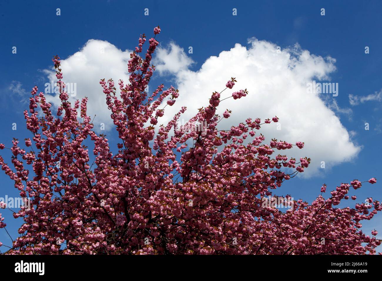 VYNOHRADIV, UKRAINE - APRIL 27, 2022 - A blooming Japanese cherry (sakura) tree stands out against a blue sky in Vynohradiv, Zakarpattia Region, weste Stock Photo