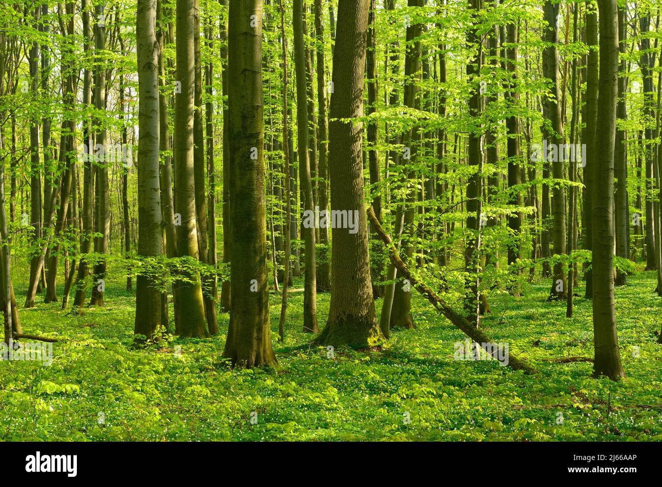 Sonniger unberuehrter natuerlicher Buchenwald im Fruehling, frisches gruenes Laub, Buschwindroeschen bluehen, UNESCO-Weltnaturerbe Buchenurwaelder in Stock Photo