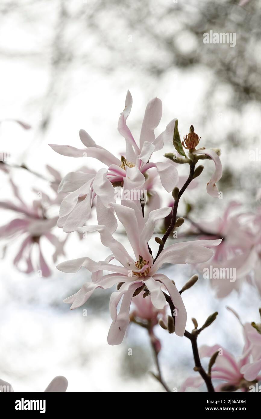 Magnolie (Magnolia) bluehend im April, Sachsen, Deutschland Stock Photo