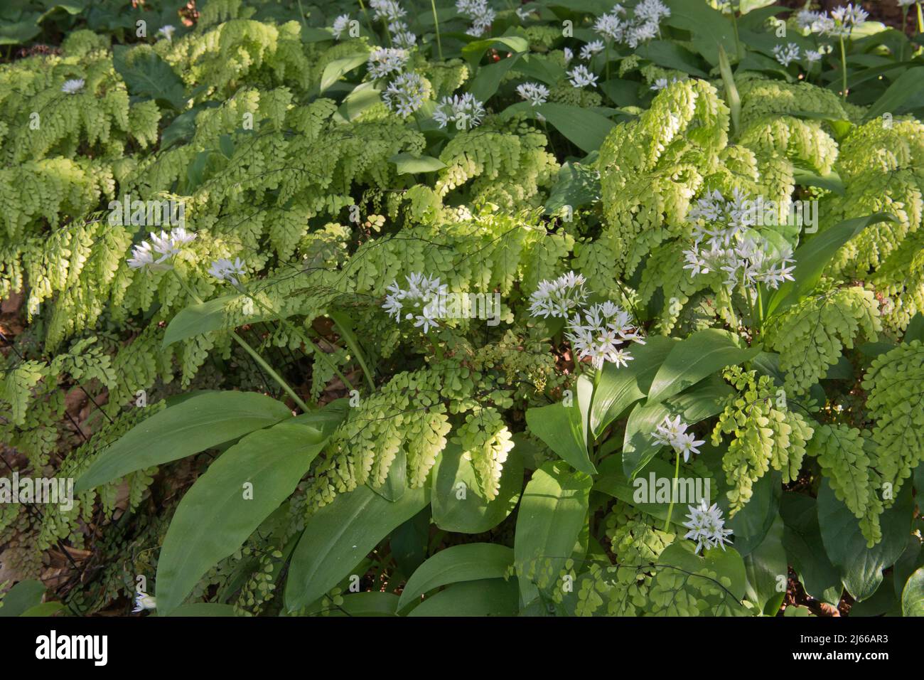 Venustum hi-res stock photography and images - Page 2 - Alamy