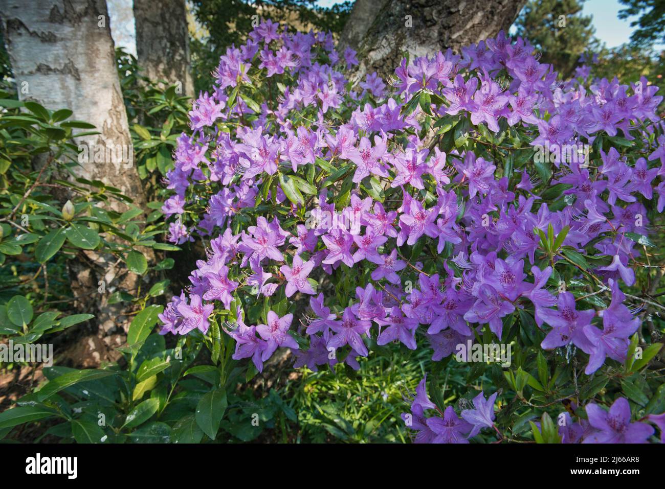 Rhododendron (Rhododendron davidsonianum), Emsland, Niedersachsen