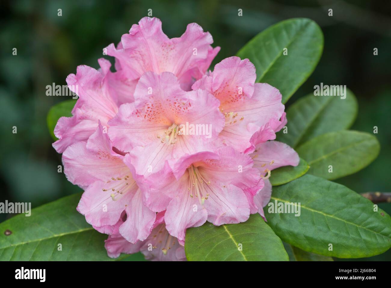 Rhododendron (Rhododendron) BrachycarpumHybride, Emsland