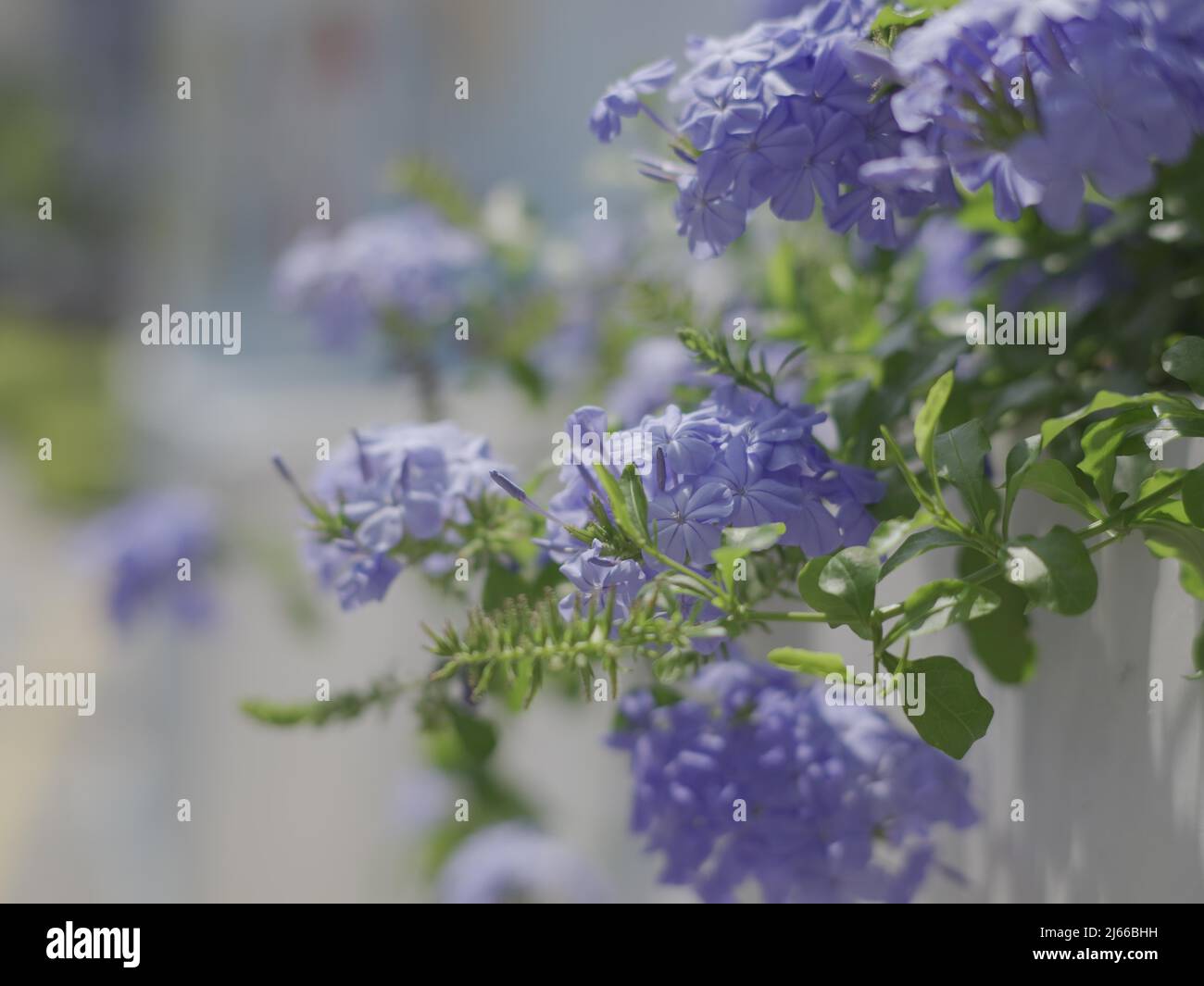 Purple Hydrangea flowers in a garden Stock Photo - Alamy