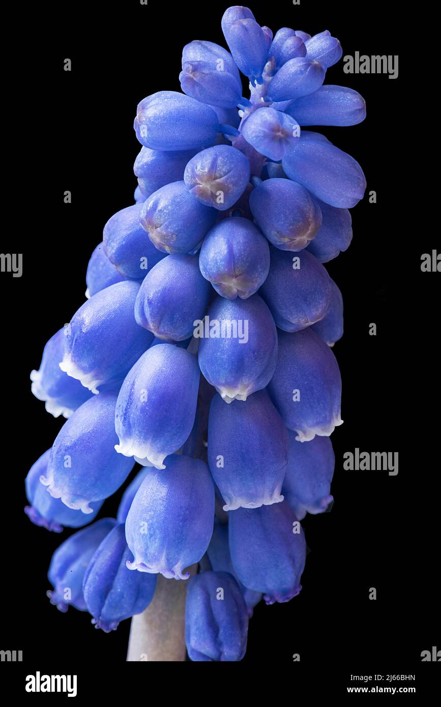 Geschlossene Bluete einer Armenischen Traubenhyazinthe (Muscari armeniacum) auf schwarzem Grund, Studioaufnahme, Bayern, Deutschland Stock Photo