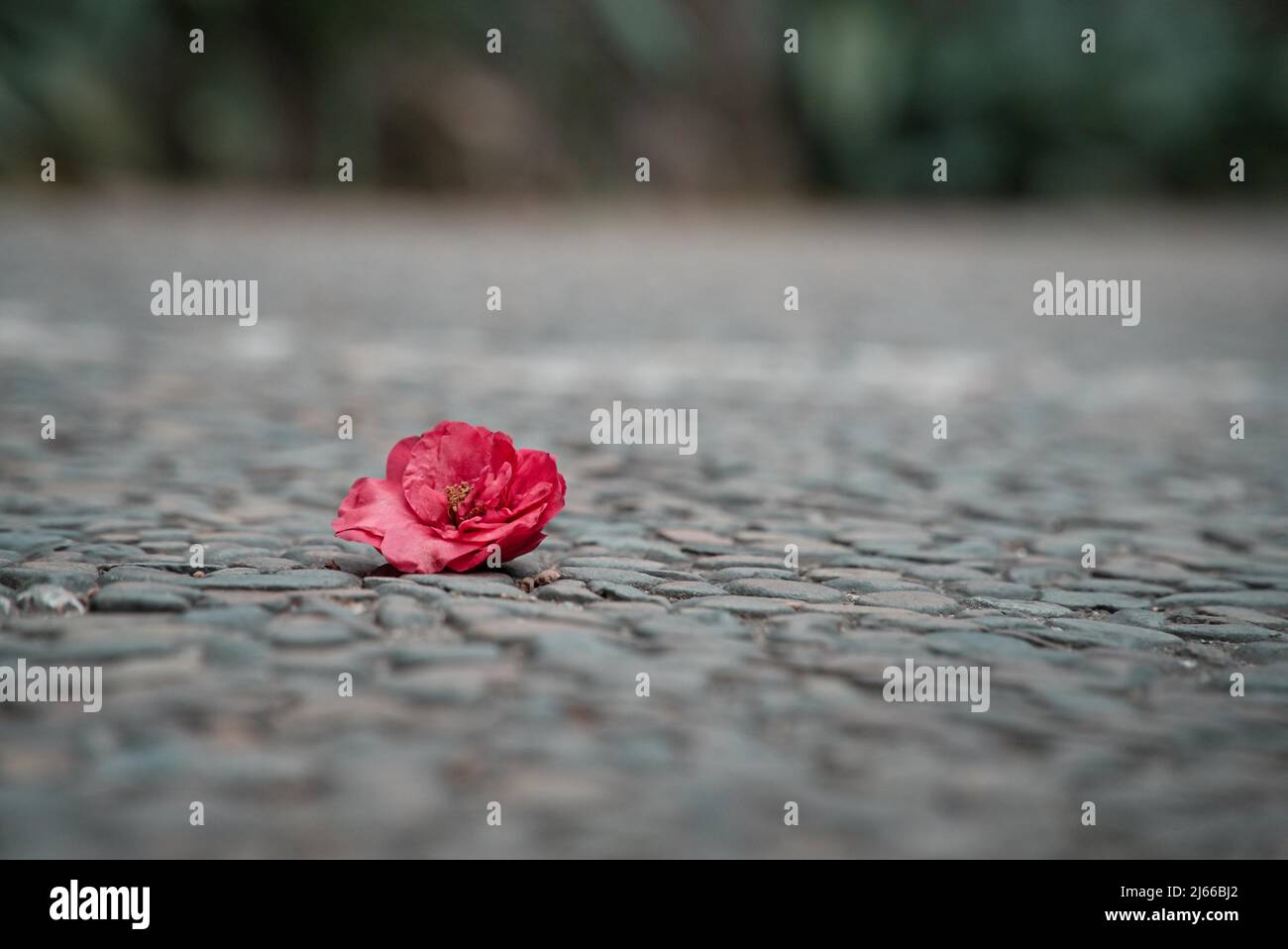 Red Camellia flower on the ground in Spring Stock Photo
