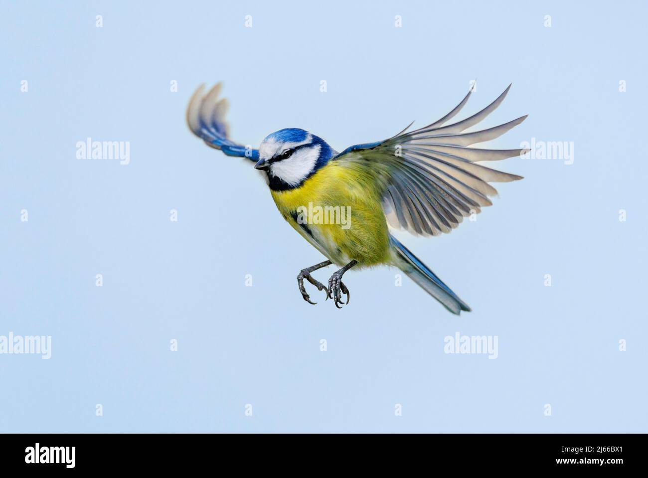 Blaumeise (Parus caeruleus), Deutschland Stock Photo