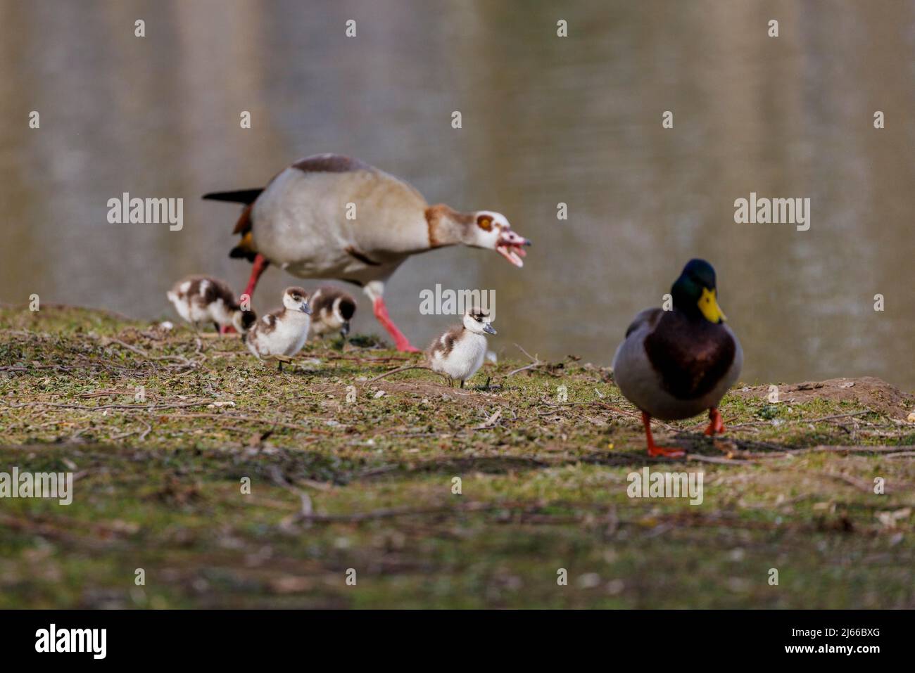 Nilgans (Alopochen aegyptiaca), mit Kueken, Deutschland Stock Photo